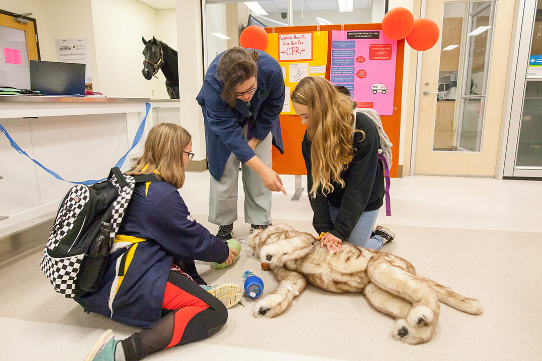 Dr. Jen Loewen, a WCVM emergency and critical care specialist, demonstrates how to perform CPR on a model dog during the 2019 Vetavision event. Photo: Christina Weese.