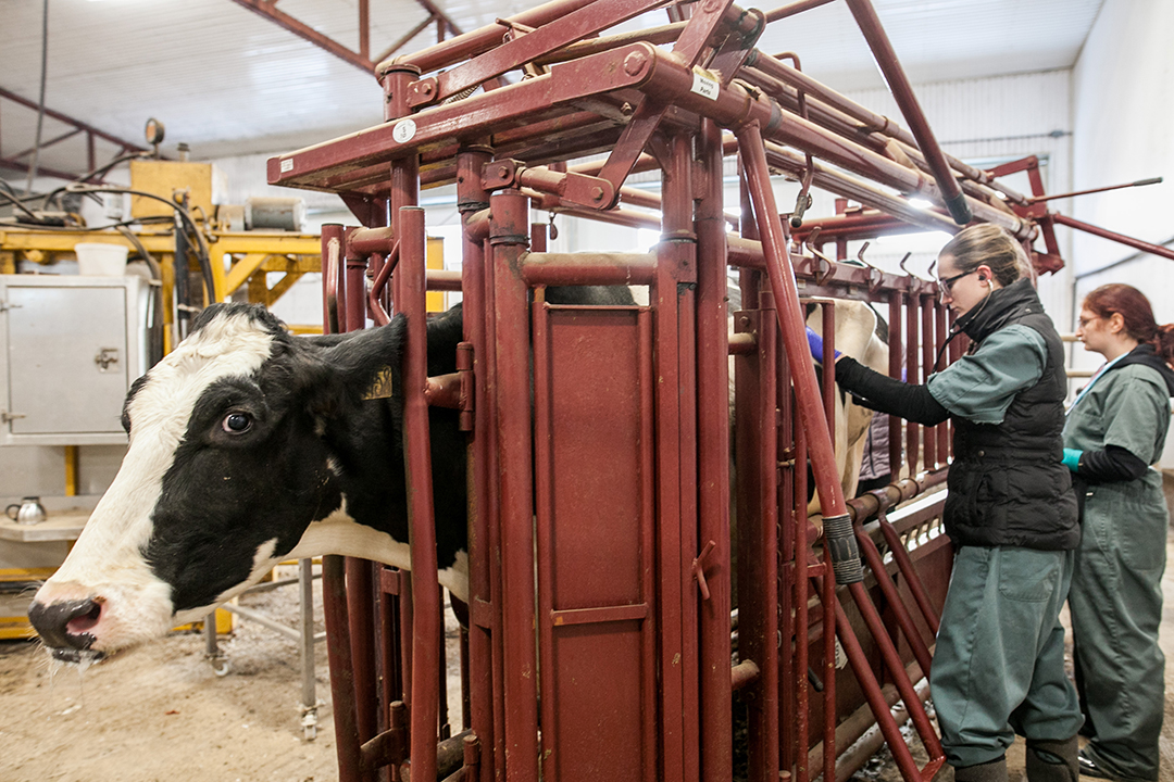 Veterinary students work with dairy cow. 