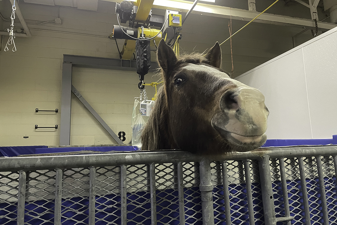 Jessie, a female quarter horse, peeks over top her stall at the WCVM's Veterinary Medical Centre.
