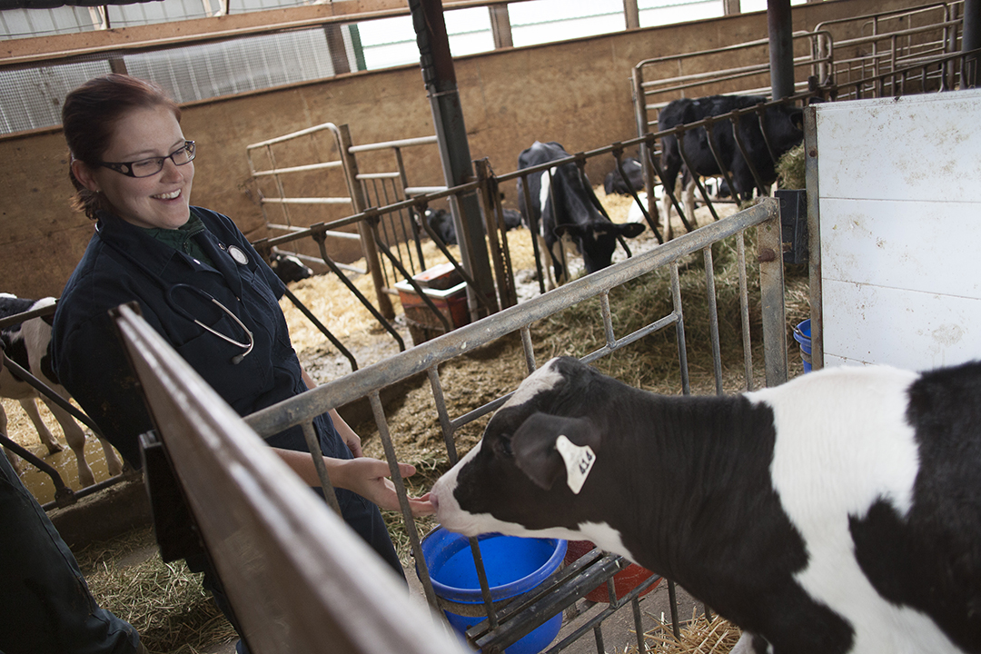 veterinary student with dairy calf