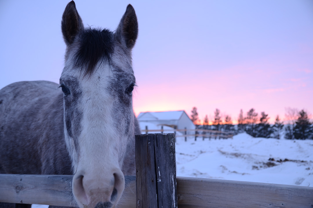 A grey horse, with its head over the fence, in a winter pasture at sunset.