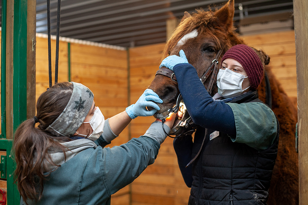 A veterinary student examines a sedated horse's teeth with the help of a classmate