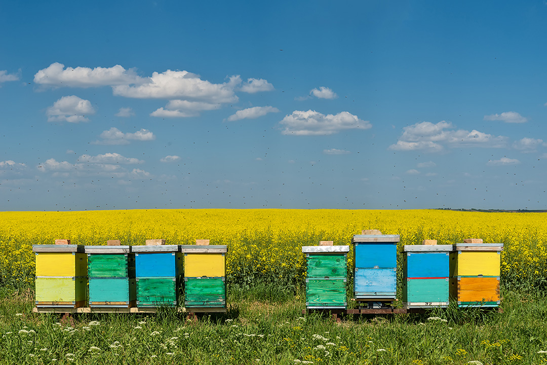 WCVM researchers will measure pesticide levels in honey bee hives at three points during each summer: before, during and after the canola bloom. Photo: iStockphoto.com (nedomacki). 