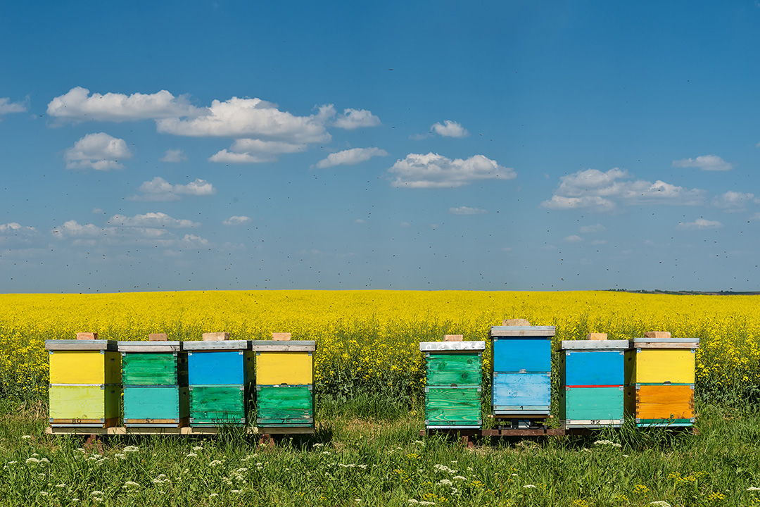 A beekeeper takes care of a colony.