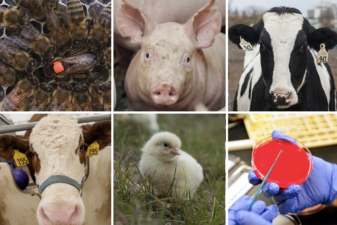 Photo grid showing cows, pig, chick, bees, petri dish