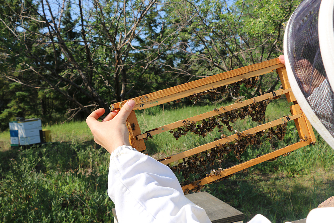 A person in a beekeeping suit looks at queen bee cells.