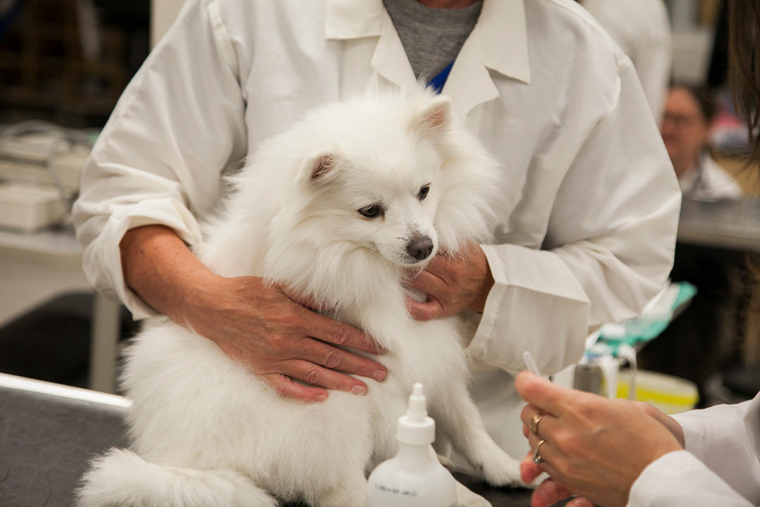 A small white dog is examined by veterinarians.