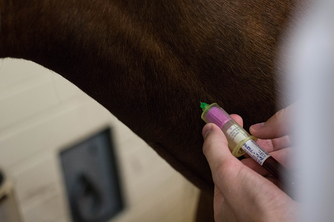 Veterinary student collects blood sample from a horse.