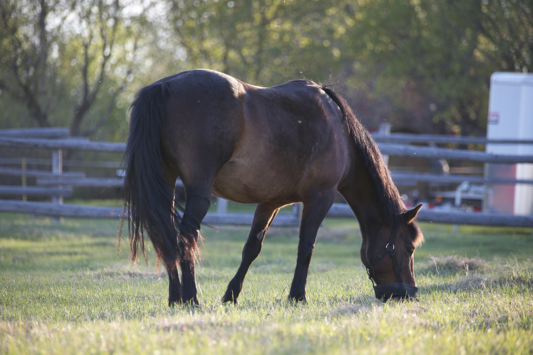 As horses age, they become more susceptible to endocrine disorders such as pituitary pars intermedia dysfunction (PPID) and equine metabolic syndrome. Photo: Myrna MacDonald. 