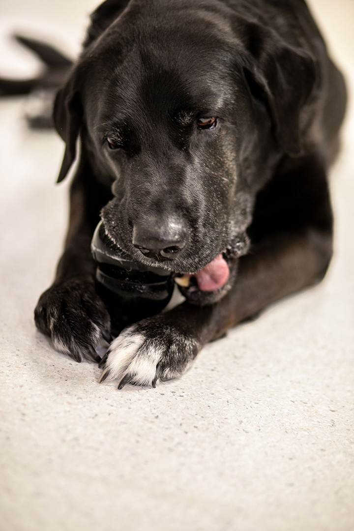 Ben, owned by Sheila Janzen, breaks in his new KONG toy in one of his favourite places — the WCVM Veterinary Medical Centre's veterinary oncology area. Photo: Christina Weese.