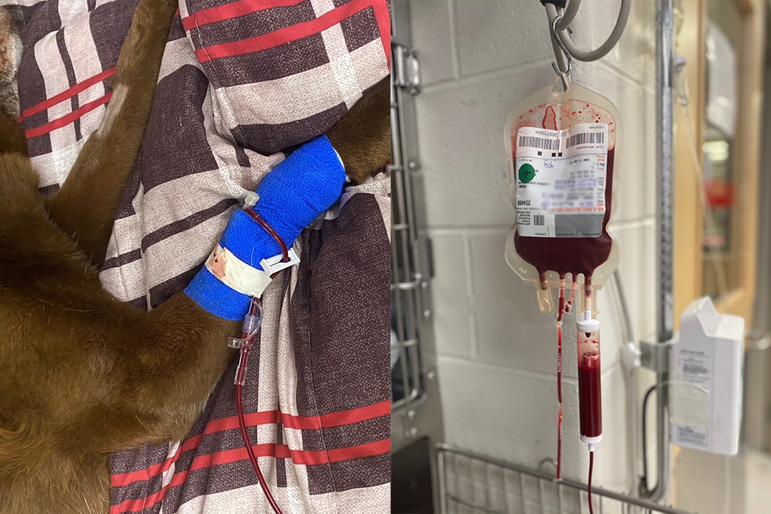 canine blood transfusion and bag of blood