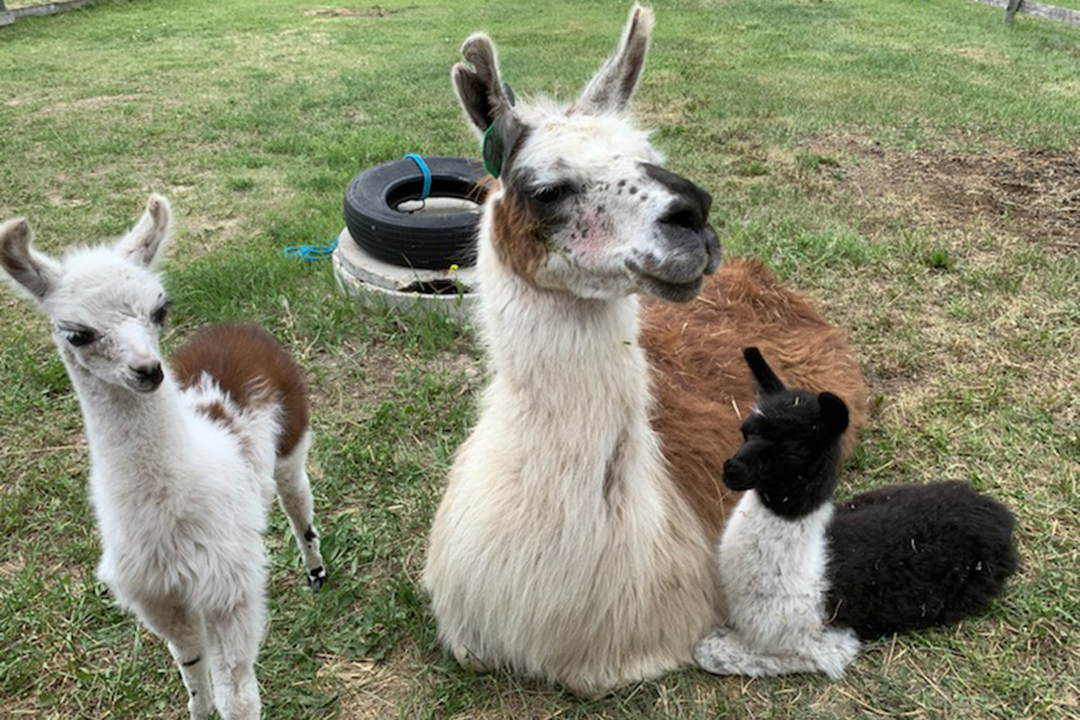 A lack of information prompted WCVM professor Dr. Jaswant Singh and his team to initiate a research project aimed at examining the reproductive anatomy of the two camelid species. Photo: Muhammad Abdullah Shakeel.