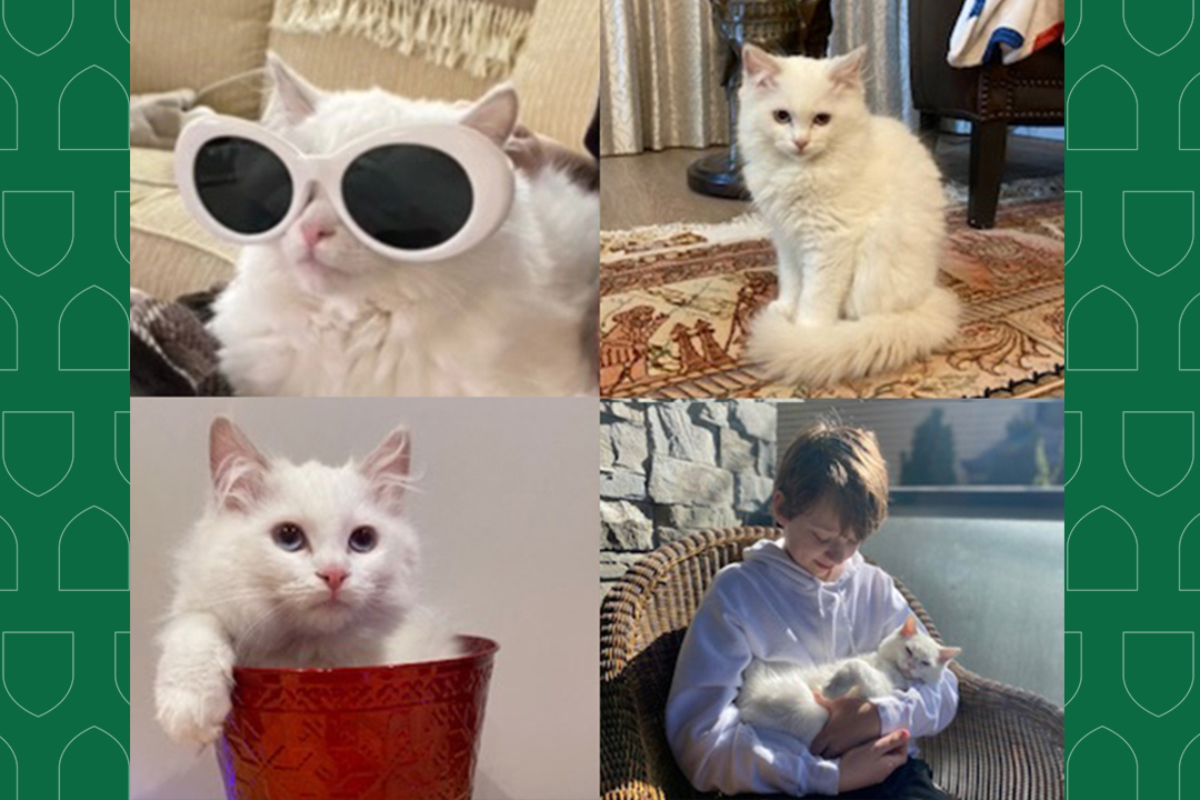 Photos of Percy Jackson, a white cat. 
