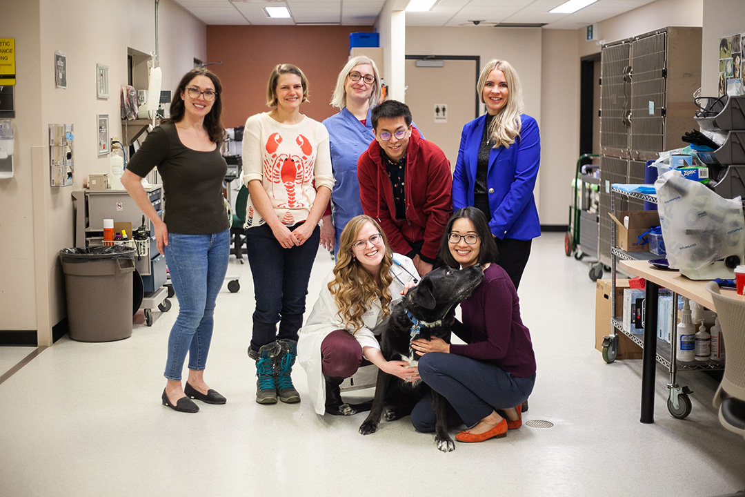 Ben (centre), a longtime cancer patient at the WCVM Veterinary Medical Centre, was one of the furry guests of honour who received a new KONG toy on Feb. 3. Photo: Christina Weese.