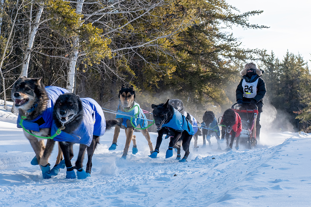 sled dog team racing on snow
