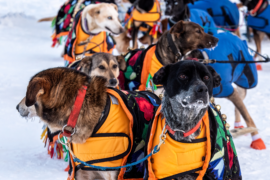 Dr. Romany Pinto: “It’s pretty important to be able to find vets who have some training and desire to work with sled dogs. It’s important for the sport.” Photo: Jim Williams.
