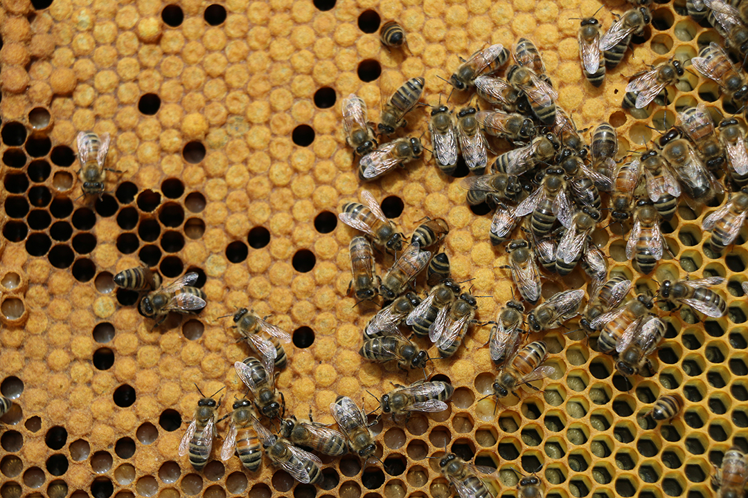 If the WCVM research reveals that spore counts don’t increase significantly when antibiotics are no longer used, beekeepers classified as low risk for AFB may be able to stop or limit their use of antibiotics. Photo: Jessica Colby. 