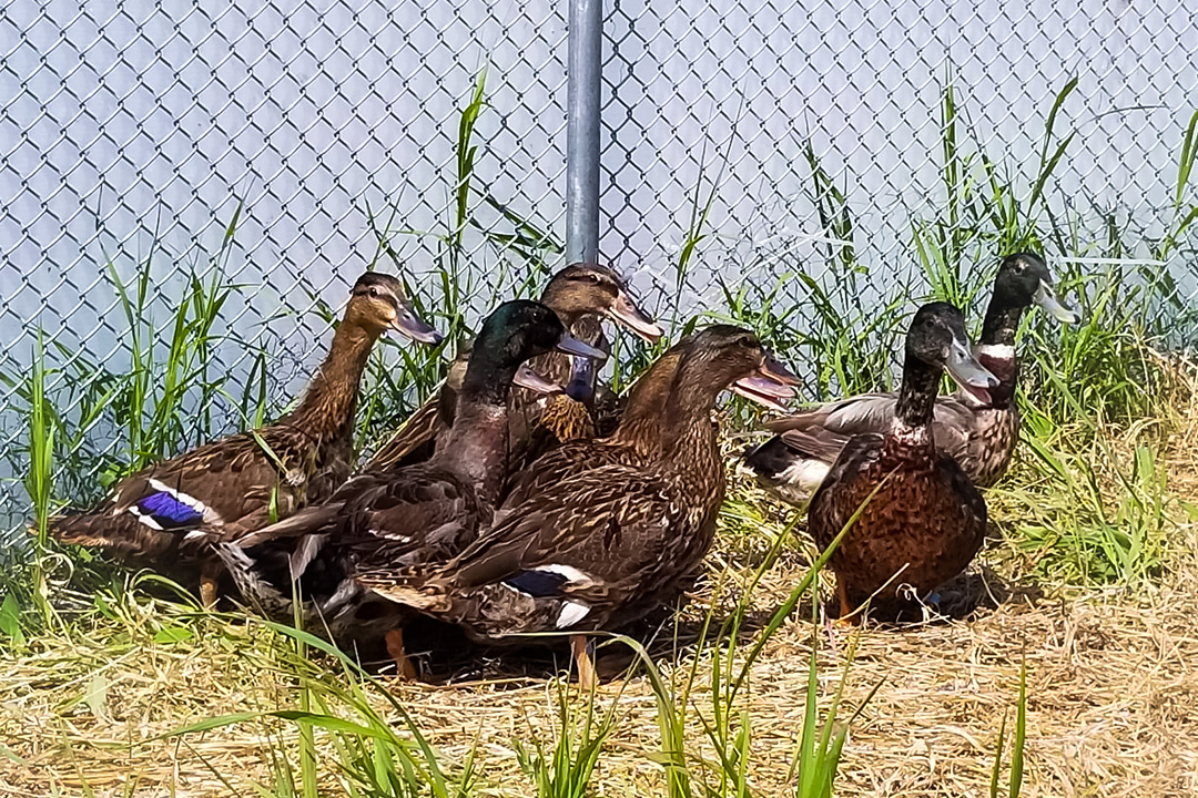 A group of mallard ducks.