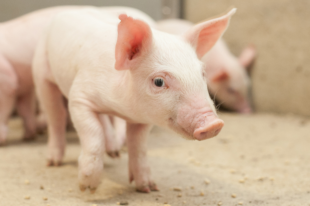 Closeup of piglet in barn