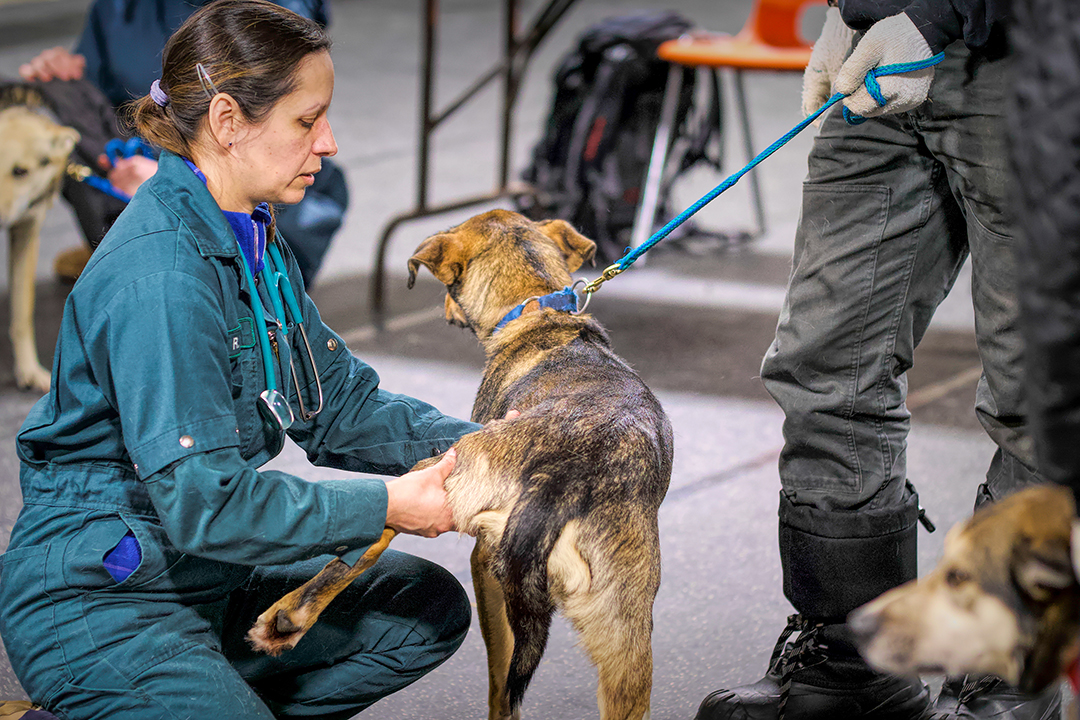 Dr. Romany Pinto, head veterinarian for the 2023 Canadian Challenge, examines a sled dog during the pre-race veterinary check on Feb. 20 in Prince Albert, Sask. Photo: Jim Williams. 