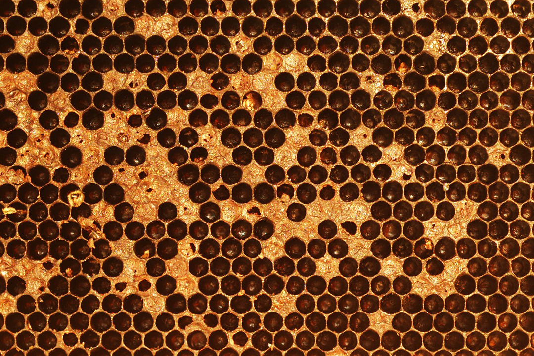 Clinical signs of American foulbrood disease (AFB) include a shotgun brood pattern left in the frame. Photo: Alexandra Wentzell. 