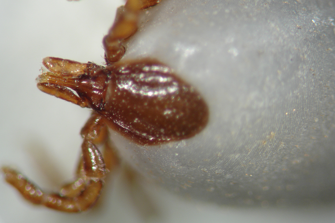 A close up of a blacklegged tick (Ixodes sculptus). Borrelia burgdorferi, the bacterium that causes Lyme borreliosis (or Lyme disease) is transmitted among wildlife through the bite of these ticks. Photo: Clare Anstead.