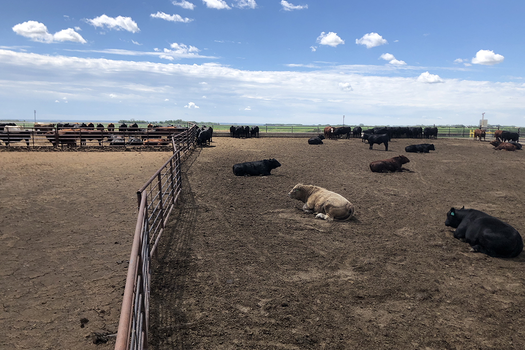 Feedlot cattle at LFCE