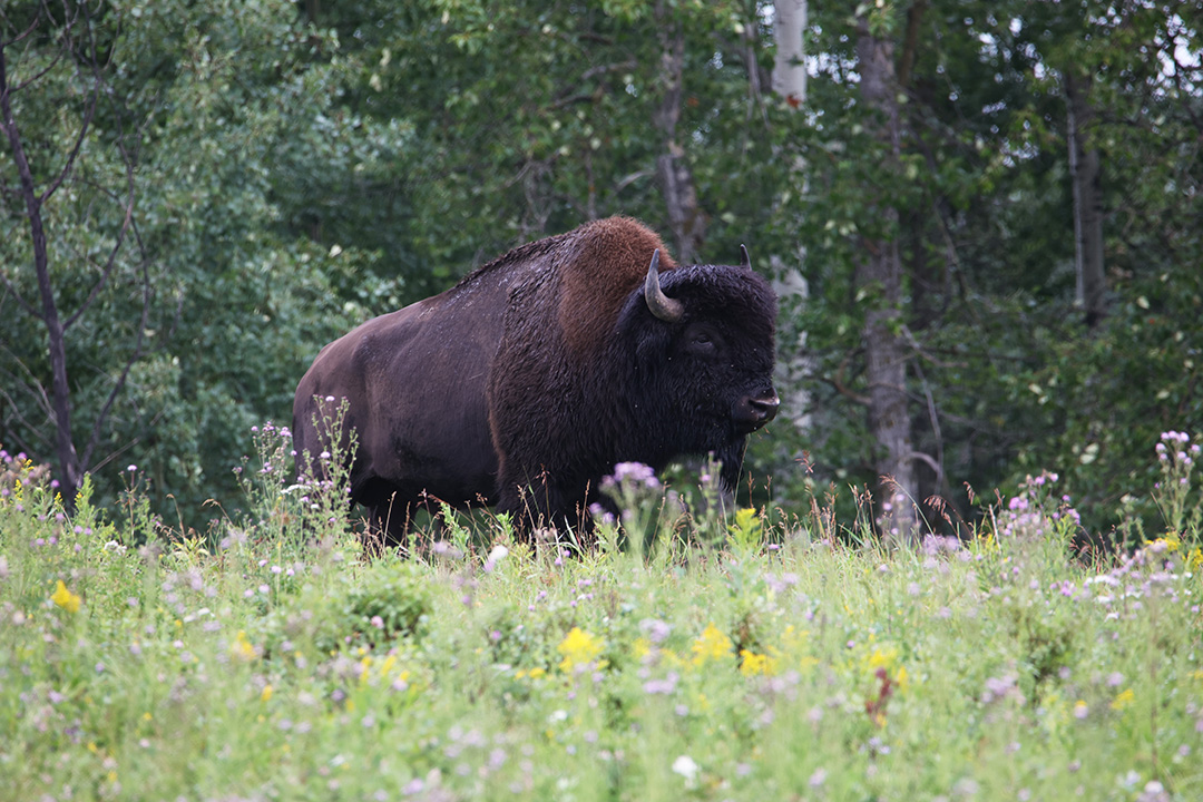 bison at elk island