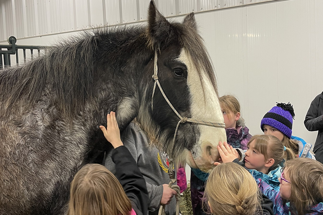purebred Clydesdale gelding surrounded by children.