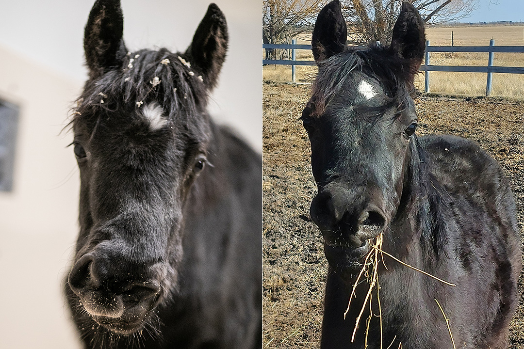 Before and after surgery photos of black filly