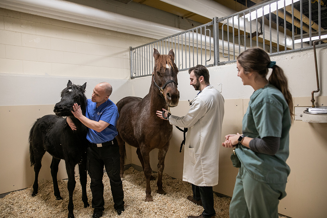 Dr. James Carmalt (in blue top) examines Fabbah (accompanied by her dam) before the surgical procedure with the help of fourth-year veterinary students Lucas Grist and Katelyn McEwan. Photo: Christina Weese. 