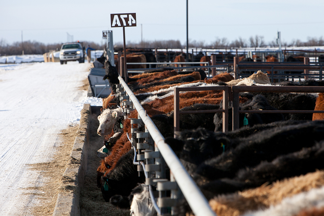 Beef cattle feeding at bunks in LFCE facility