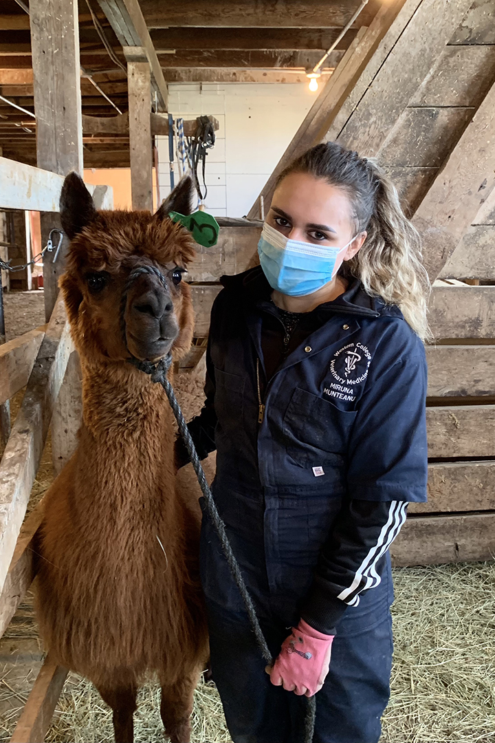 Veterinary student Miruna Munteanu with one of the study's female alpacas. Supplied photo. 