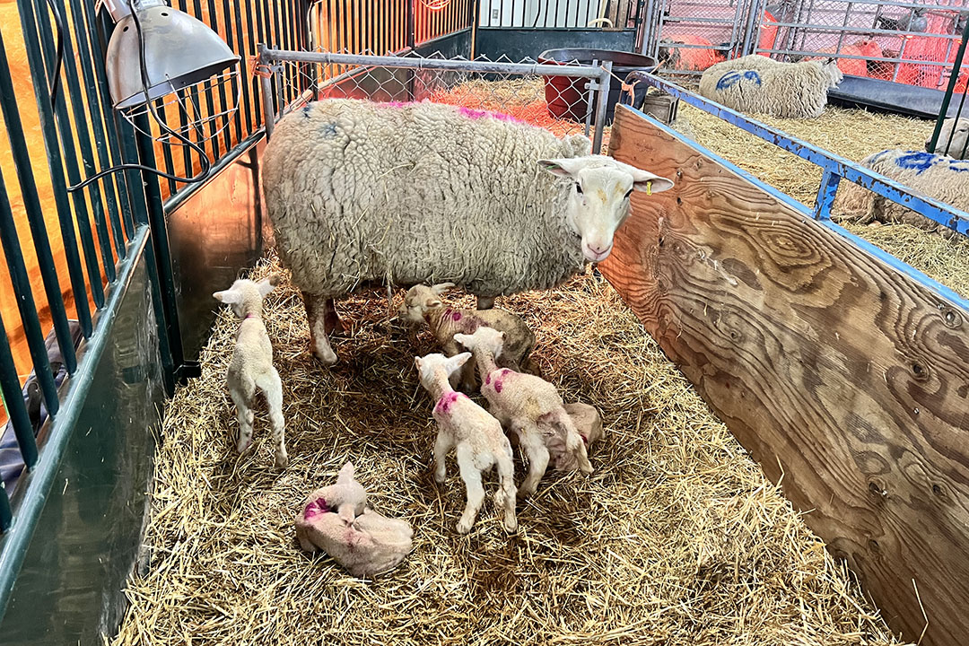 Ewe with six lambs in pen.