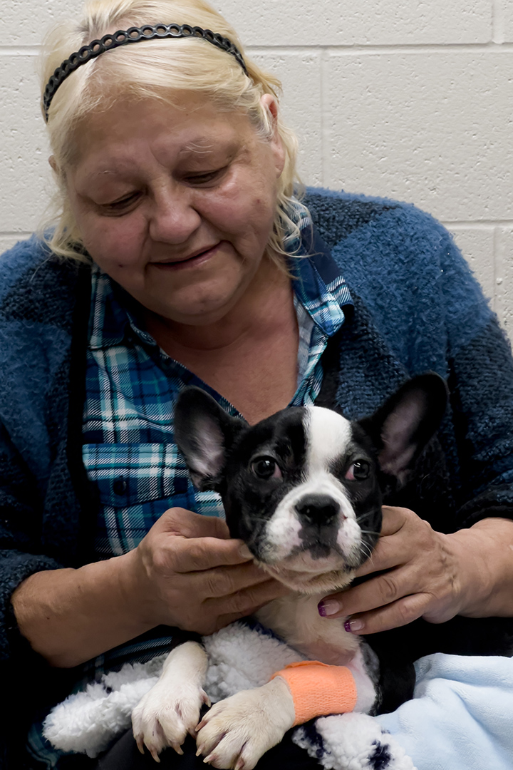 Angela Seymour holds King, her American French bulldog, during a visit to the WCVM Veterinary Medical Centre. Photo: John Ogresko. 