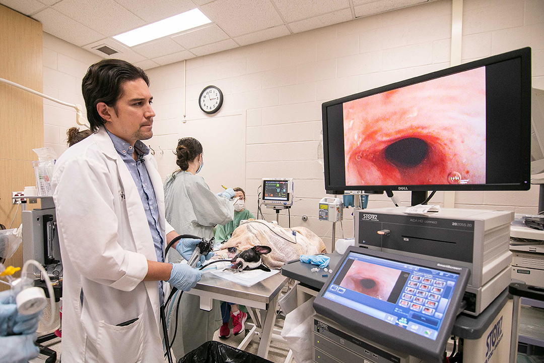 Veterinary resident looks at a screen during a medical procedure