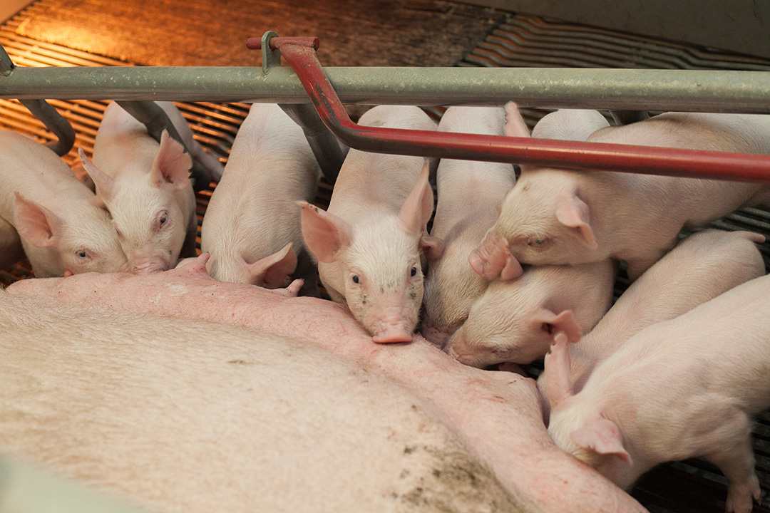 Multiple reports associated the bacterium S. zooepidemicus with disease outbreaks in swine barns that have led to abortions and sudden deaths of pigs. Photo: Christina Weese. 