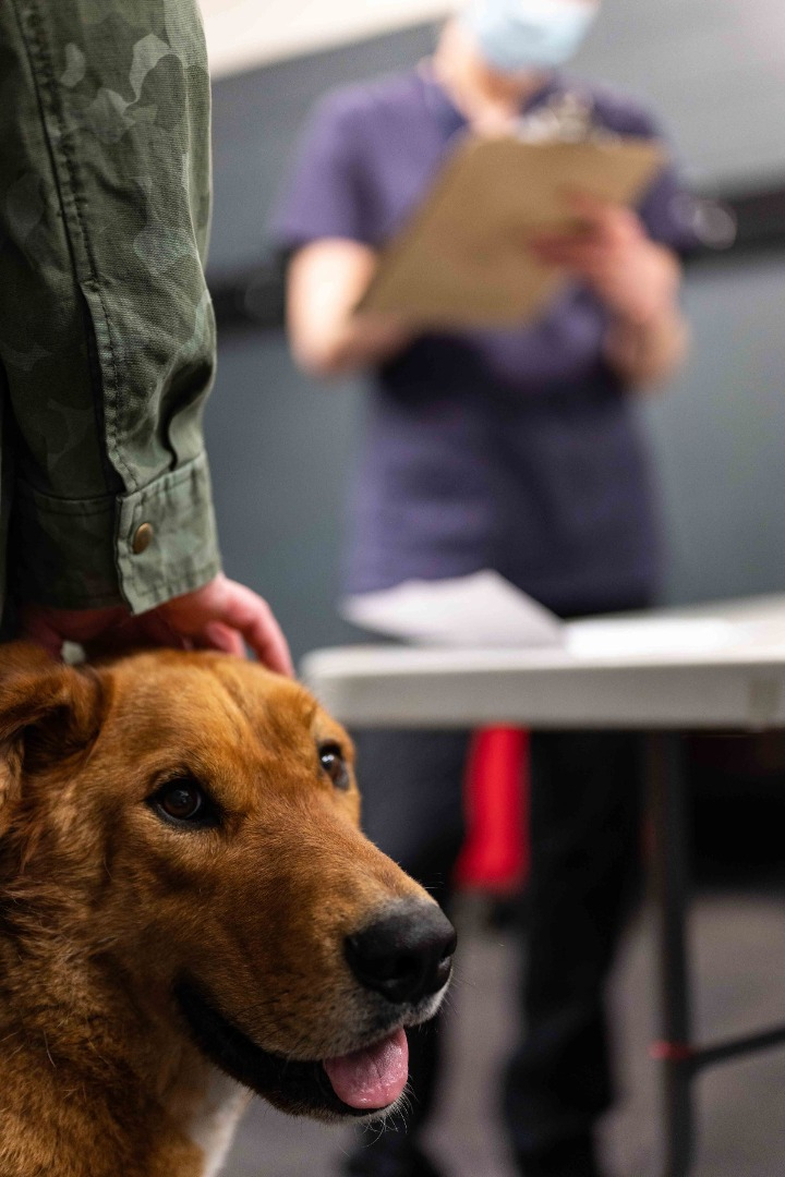 Communities lacking veterinary services experience risks to dog and human health related to limited vaccination coverage in the dog population. Photo: Brandon White. 