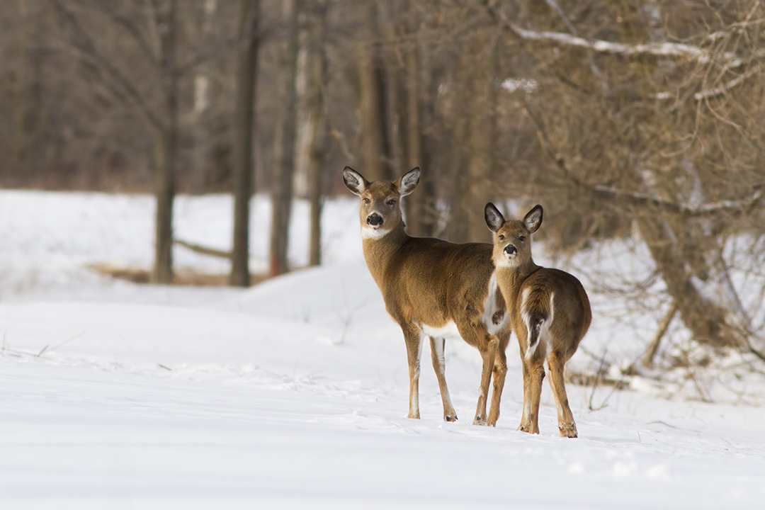 White-tailed deer populations have expanded throughout Western Canada over the past century, along with the potential for spread of meningeal worm to moose and caribou. Photo: iStock (mirceax). 