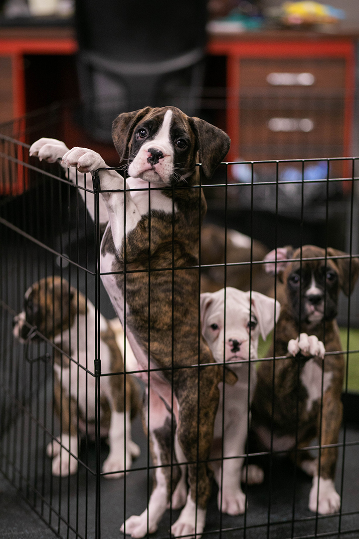 A litter of boxer puppies wait to be assessed in the WCVM's pet rehabilitation area. Photo: Christina Weese. 