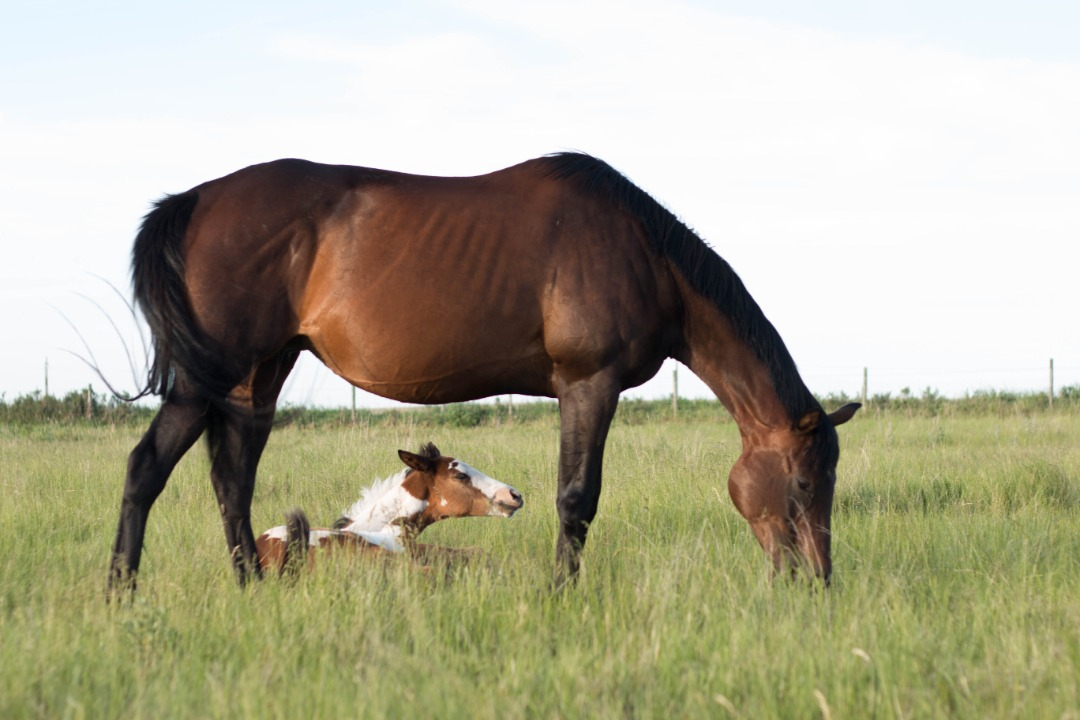 USask veterinary researchers are investigating the correlation between chlamydial infections and equine abortions. Photo: Caitlin Taylor.