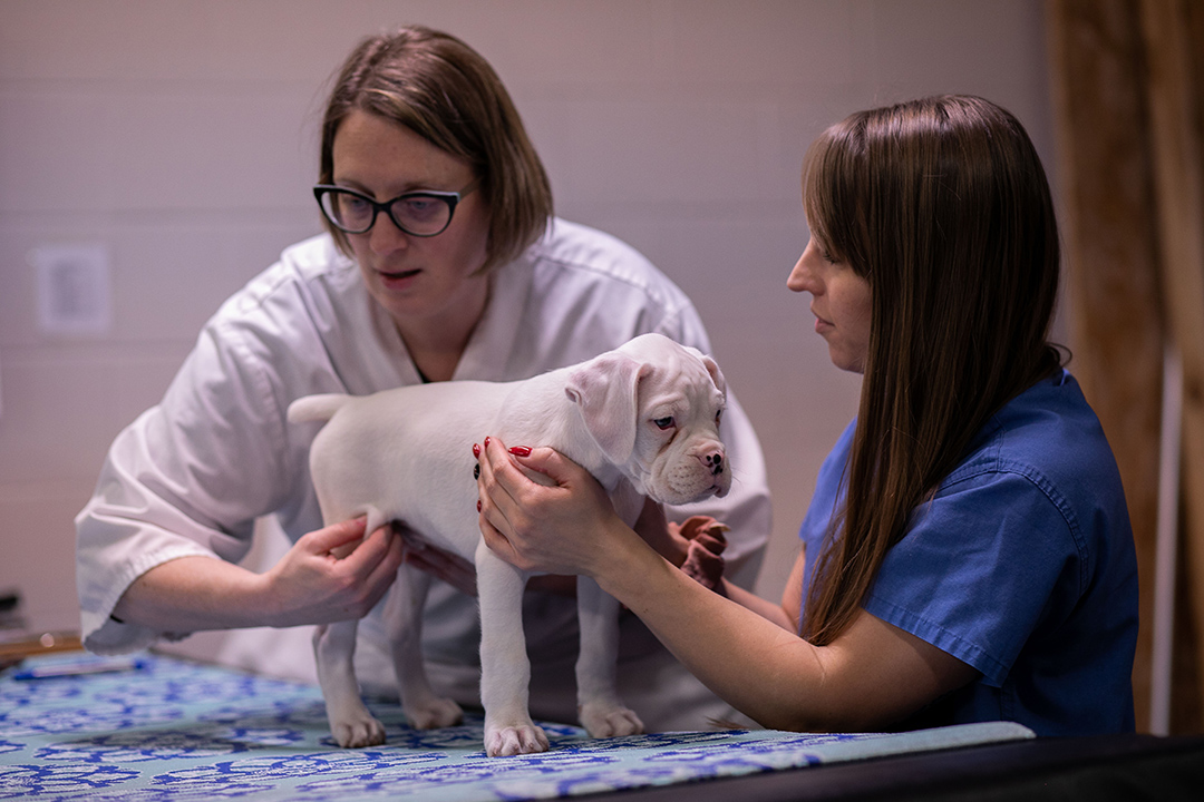 Veterinarian assesses a boxer puppy