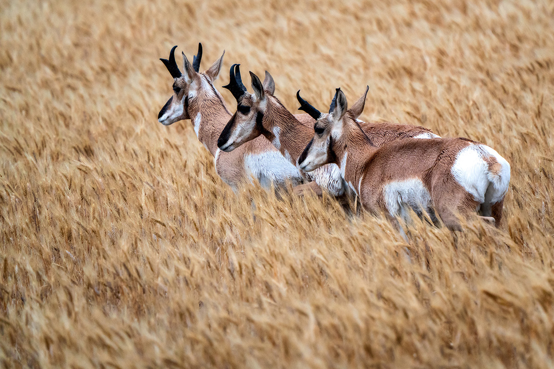 Three pronghorn antelope