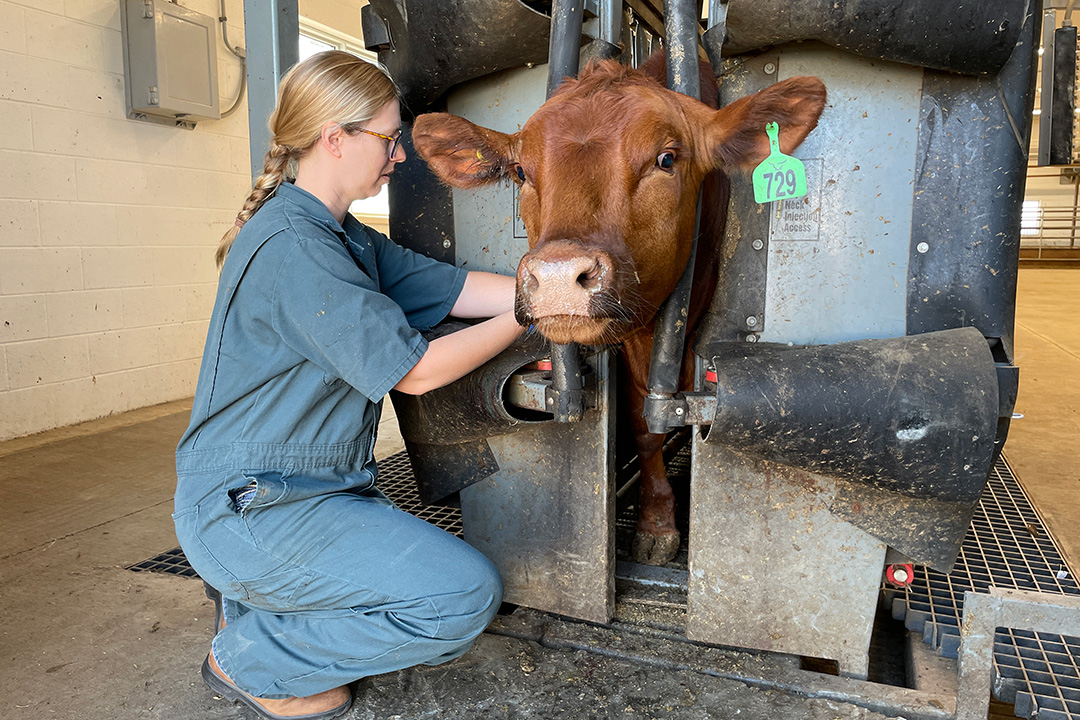 Dr. Emily Snyder collects blood samples every three weeks from 82 healthy cattle to determine normal serotonin levels as part of her research into a deadly lung condition. Photo: Lana Haight.