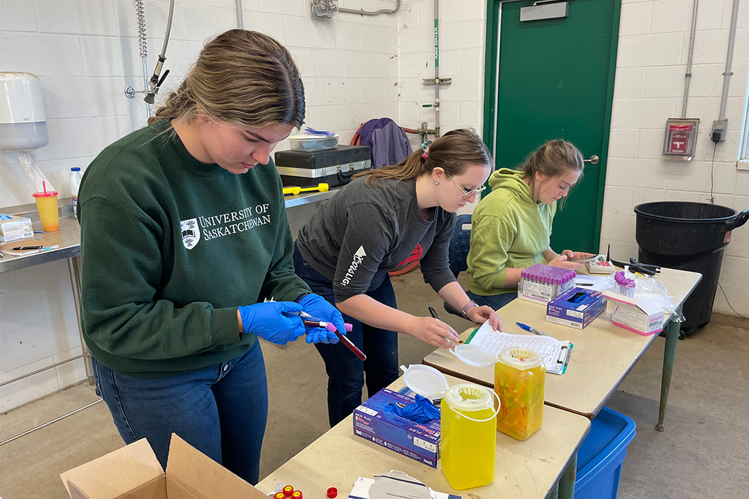Darby Meyer and Cierra Romanyshen, both undergraduate students in the USask College of Agriculture and Bioresources, and Katrina Garneau, a WCVM graduate student, assist Dr. Emily Snyder as she collects blood samples for her research. Photo: Lana Haight.