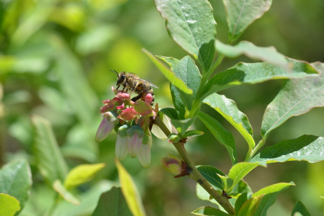 A honey bee out foraging. Photo: Dr. Sarah Wood.