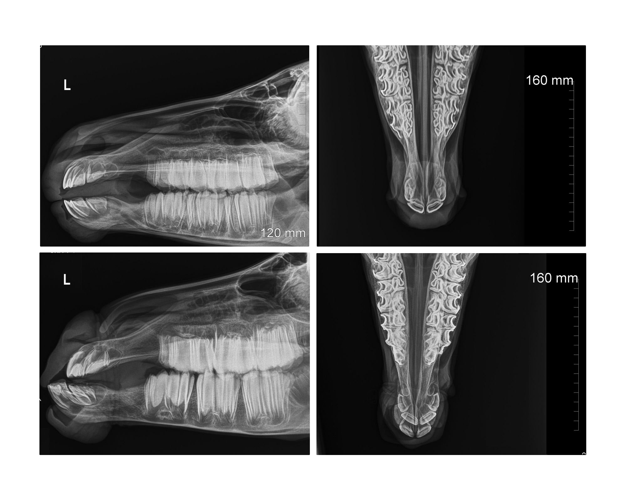 Mandible - top two images are from a healthy foal and bottom two from a CHDS foal. Both less than 1 week of age. 