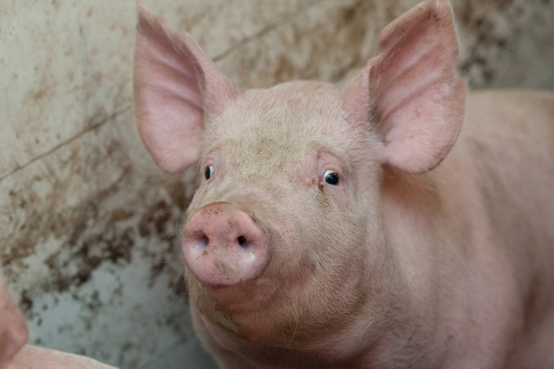 Pigs suffering from diarrhea don't grow as quickly, slowing down the food production process. Photo: Christina Weese.