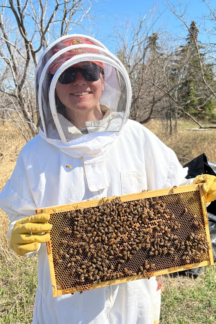 Probiotics all the buzz as alternative therapies for honey bee disease -  WCVM Today - Western College of Veterinary Medicine