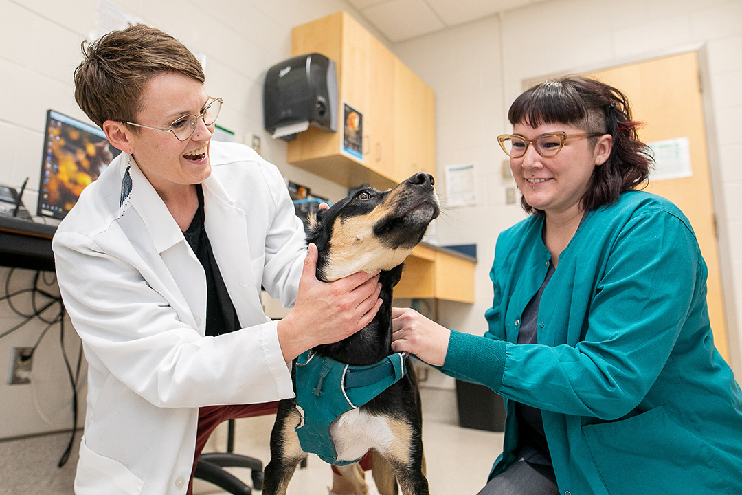 Veterinarian and veterinary technologist examine a dog.
